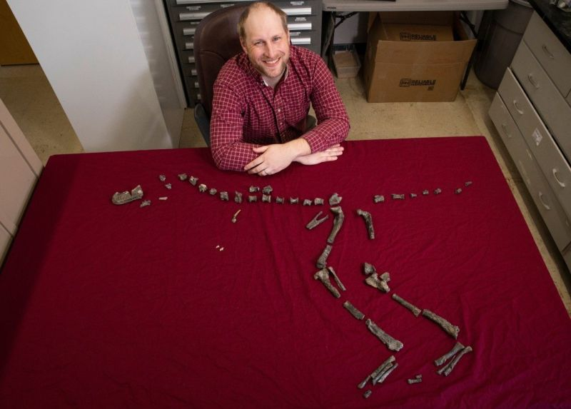 El paleontólogo de Virginia Tech, Sterling Nesbitt, muestra el fósil de Suskityrannus hazelae que descubrió en 1998 cuando tenía solo 16 años.Imagen: Virgina Tech
